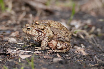 Fototapeta premium frog on the ground