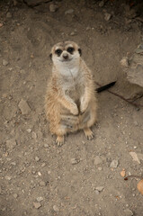 Fototapeta premium Meerkat Standing Upright Cute Animal Wildlife Portrait Alert Look Desert Mammal Closeup