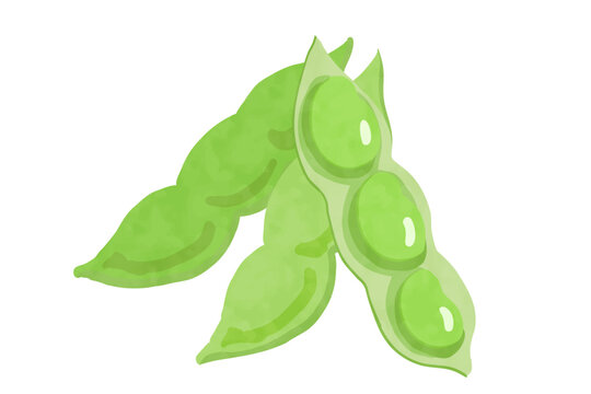 手描き風の枝豆のベクターイラスト