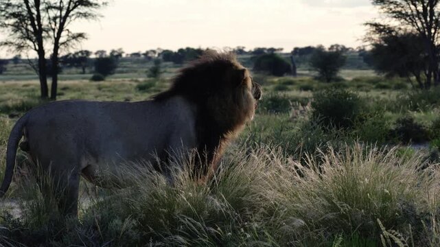 a big black-maned lion flehmen grimace early morning