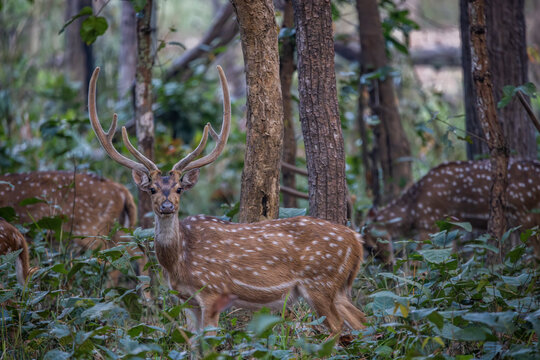 Ciervos salvajes en el Parque Nacional de Bardia, Nepal en su h&aacute;bitat natural