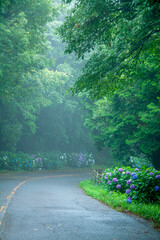 紫陽花が植えられた道路に霧がかかった朝の風景（愛知県蒲郡市三ヶ根山スカイライン） © JUN-JU