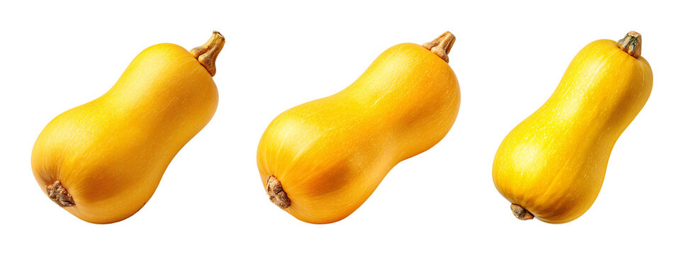 Fresh whole butternut squash vegetable collection isolated as a PNG set on transparent background