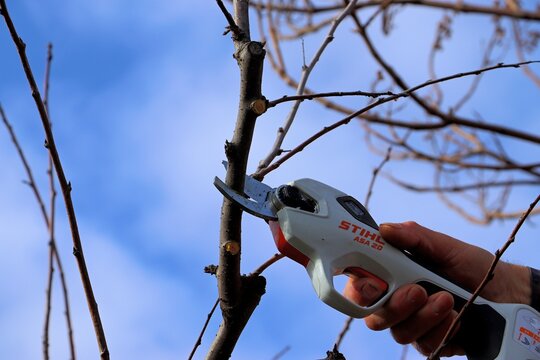 Spring gardening, pruning fruit trees, pruning branches with a Stihl electric pruner