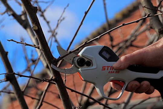 Spring gardening, pruning fruit trees, pruning branches with a Stihl electric pruner