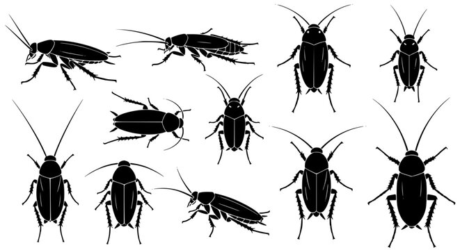 Cockroach Silhouette Collection Multiple Views Insect Pest Vector Set Illustration on White Background