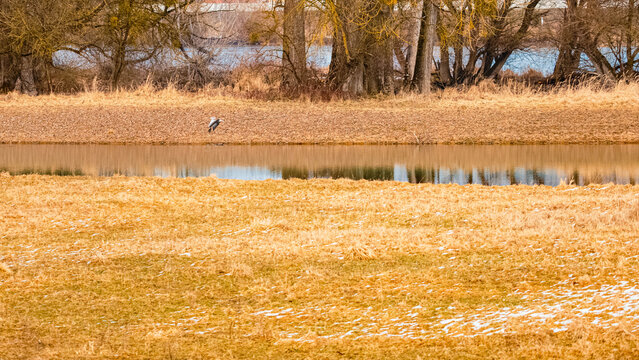 Anser anser, greylag goose, in flight on a sunny winter day near Thundorf, Danube, Osterhofen, Deggendorf, Bavaria, Germany