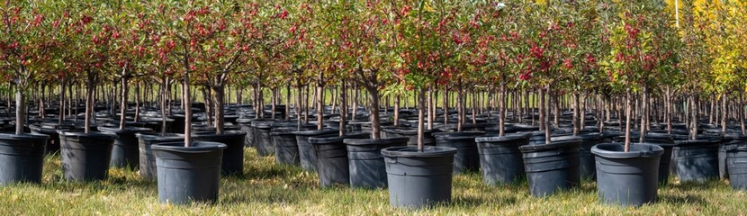Naklejka premium Young fruiting trees planted in plastic pots on grass
