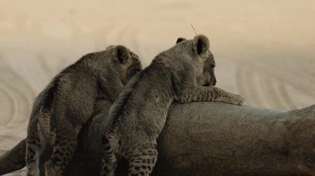 two tiny lion cubs suckling close-up