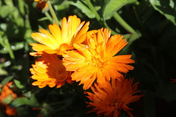 Obraz premium The Calendula, Ruddles or the Marigold yellow flowers