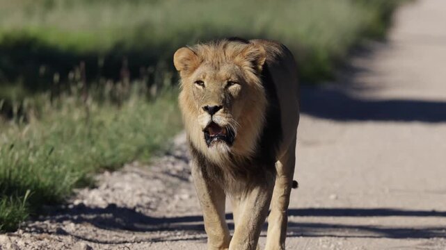  Black-maned lion is approaching closer and closer