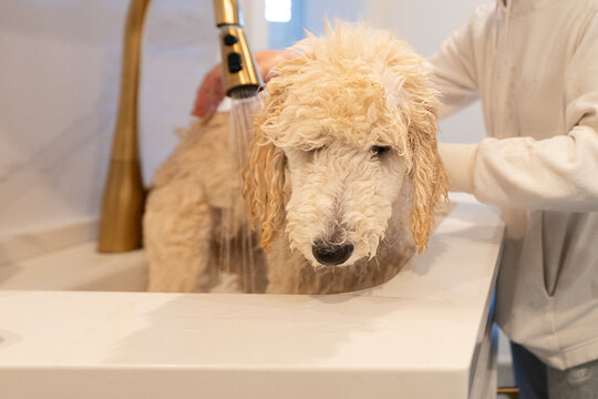 Person Rinsing Wet Standard Poodle Puppy in Sink

