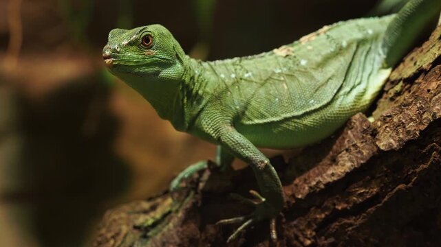 Green basilisk lizard blending into its natural habitat on a branch
