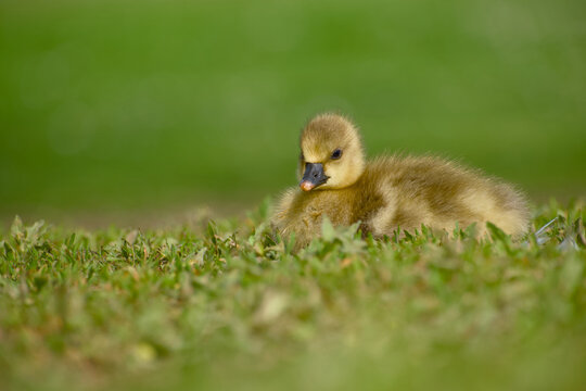 Greylag goose gosling resting on grass in close up