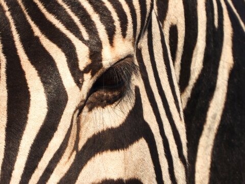 zebra close up