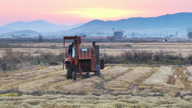 Drone aerial view capturing a harvester combine working through muddy terrain while harvesting crops.
