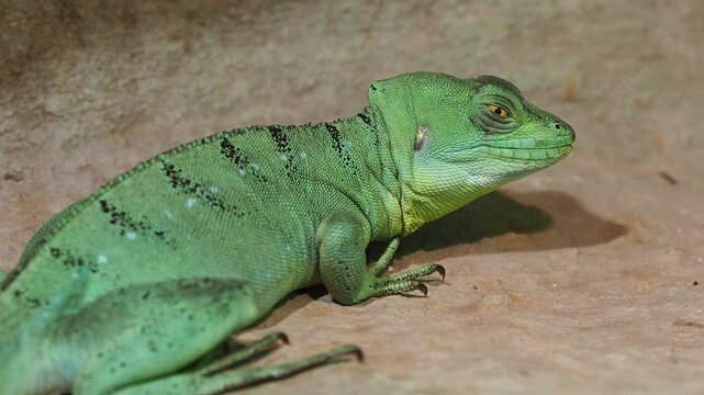 Green basilisk lizard looking right, showing textured scales and crest