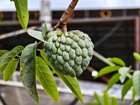 srikaya or Annona squamosa fruit with blurred background	