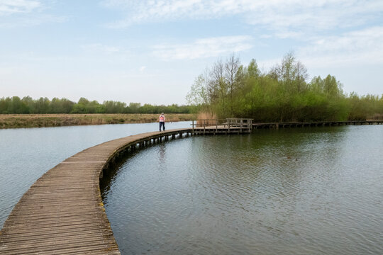 adult woman Walking On Curved Wooden Boardwalk Over Calm Lake Surrounded By Spring Trees