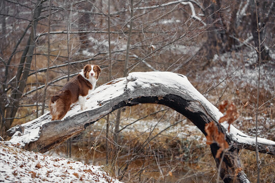 Australian Shepherd dog on snow-covered fallen tree in winter forest. Majestic animal outdoors. Themes: winter, nature, dog, pet, adventure, solitude, forest scene, season
