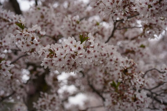 Nahaufnahme einer Zierkirsche mit zartrosa Bl&uuml;ten