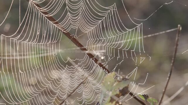 The flowers of the stonecrop tree are red.