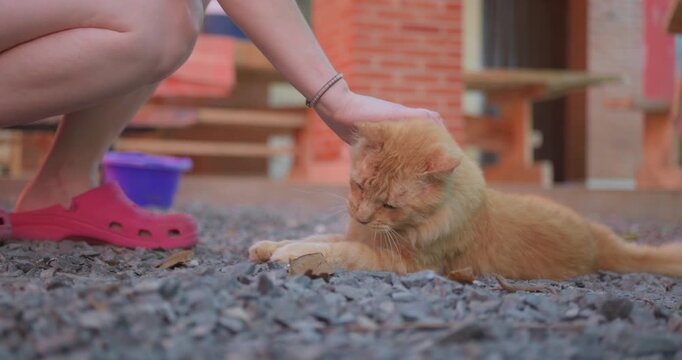 Person gently pets a relaxed orange tabby cat lying on gravel. The cat appears calm and content under the touch. Background features rustic brick structures and outdoor space