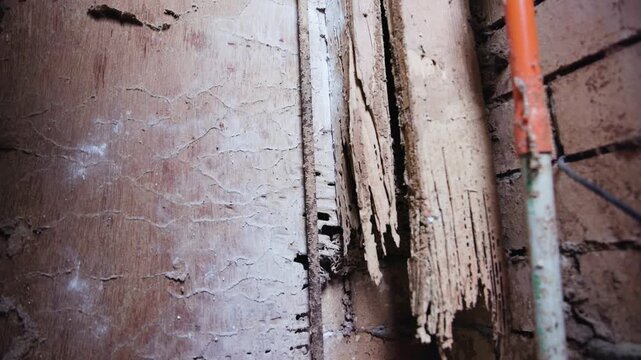 Timber inside wall completely eaten through by termites and white ants.