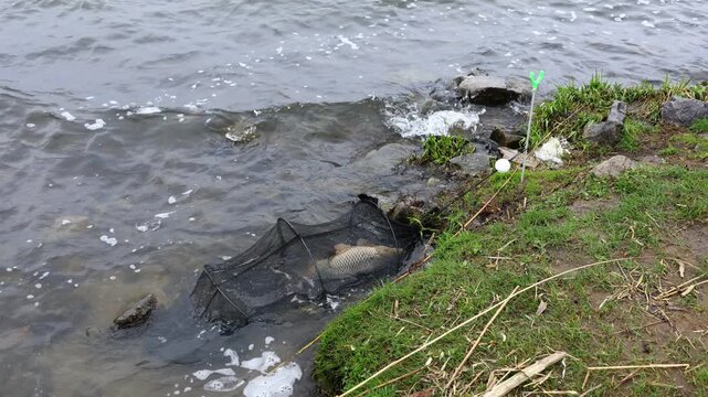 Carp catch resting in a mesh keepnet in shallow water, showing responsible handling and traditional freshwater fishing practice