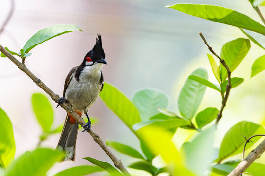 Fauna aviar en libertad en los parques nacionales de Nepal