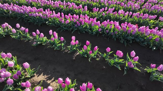 4K stabilized ground footage of colorful tulip fields during spring festival near Woodburn Oregon USA showing vibrant rows and scenic farmland landscape in natural light