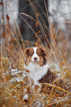 Australian Shepherd dog in tall dry grass with snow. Portrait of a purebred pet in autumn-winter nature. Themes: seasons, outdoors, dog, animal, forest, pet, loneliness, contemplation