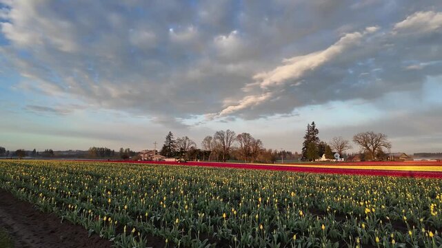 4K stabilized ground footage of colorful tulip fields during spring festival near Woodburn Oregon USA showing vibrant rows and scenic farmland landscape in natural light