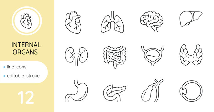 Set of line icons. Human internal organs. Vector, editable