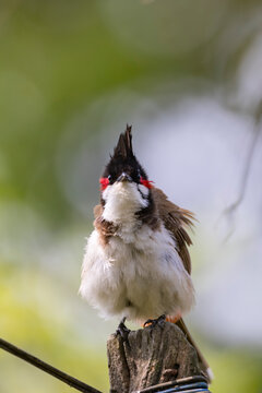 Fauna aviar en libertad en los parques nacionales de Nepal