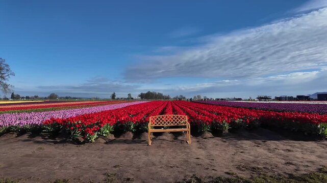 4K stabilized ground footage of colorful tulip fields during spring festival near Woodburn Oregon USA showing vibrant rows and scenic farmland landscape in natural light
