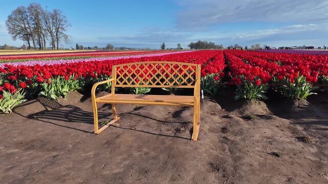 4K stabilized ground footage of colorful tulip fields during spring festival near Woodburn Oregon USA showing vibrant rows and scenic farmland landscape in natural light
