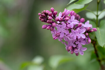 Obraz premium Lilac Flowers Close Up. Blooming Spring Floral Background.