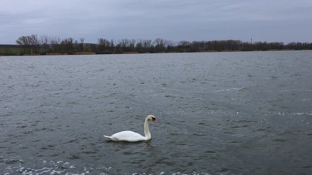 Swan gently rocking on early‑spring lake waves, capturing calm water movement, soft light and the quiet elegance of nature waking after winter