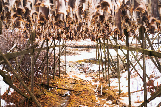 View of dried fish hanging on wooden racks under the cold sky, a traditional Norwegian sight, Henningsvaer, Nordland, Norway.
