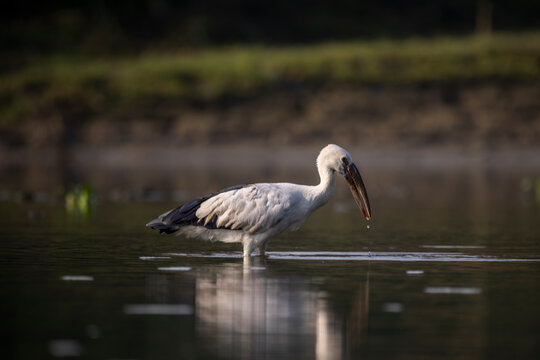 Fauna aviar en libertad en los parques nacionales de Nepal
