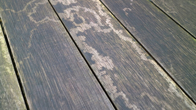 Close up of weathered wooden deck boards with gray green stain and peeling patch, showing aged texture and natural lines, ideal as rustic background