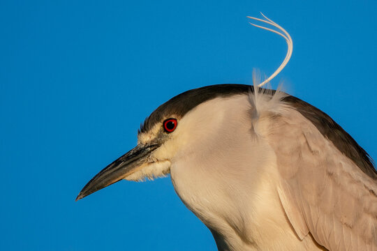 Close-up of a Black-Crowned Night Heron looking down at Goleta Slough at Goleta Beach, California looking for prey.
