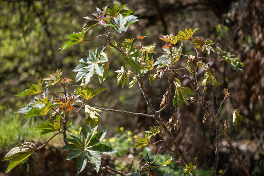 Gros plan sur du ricin