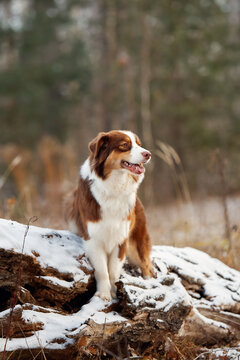 Australian Shepherd on snow-covered fallen log in winter forest, majestic alert pose, outdoor nature portrait for pet branding, adventure, seasons, rustic lifestyle, wilderness companion loyal, stock 