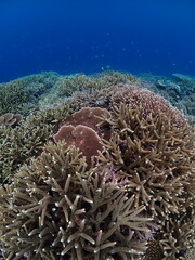 coral reef © 真美子 上村