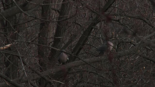 Two common wood pigeons performing courtship ritual on tree branch in natural habitat.