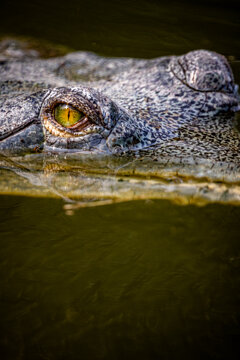 Gavial del Ganges
