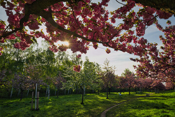 Stunning cherry blossom trees in full bloom with sun flare at sunset, Ore Mountains  © Enrico Obergefäll