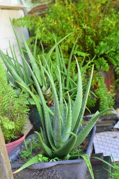 Aloe vera, mais conhecida popularmente por babosa, &eacute; uma esp&eacute;cie de planta suculenta do g&ecirc;nero Aloe